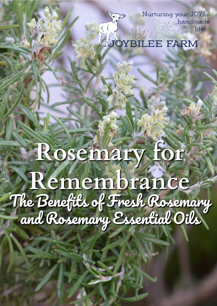 When you consider rosemary benefits think, “Rosemary is for remembrance” and you’ll capture the very best of this amazing culinary and medicinal herb.