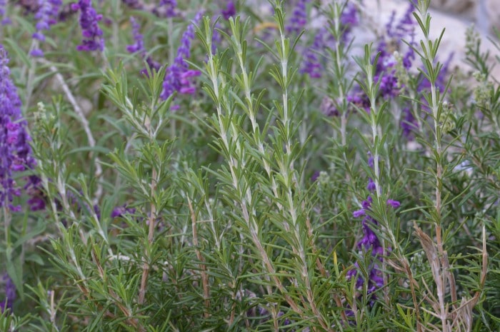 When you consider rosemary think, “Rosemary is for remembrance” and you’ll capture the very best of this amazing culinary and medicinal herb.