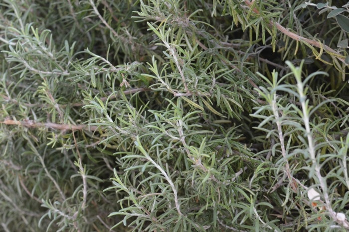 When you consider rosemary think, “Rosemary is for remembrance” and you’ll capture the very best of this amazing culinary and medicinal herb.