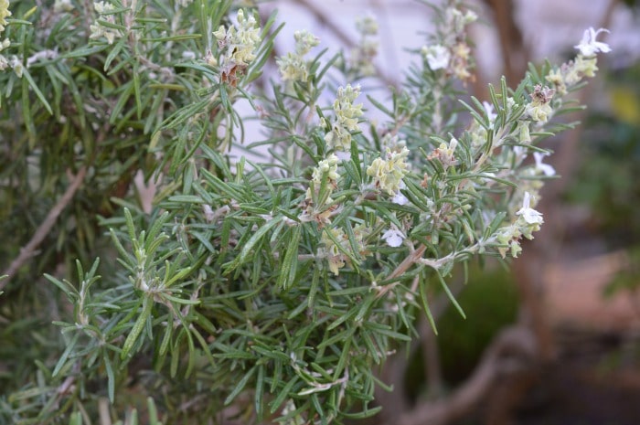 When you consider rosemary think, “Rosemary is for remembrance” and you’ll capture the very best of this amazing culinary and medicinal herb.