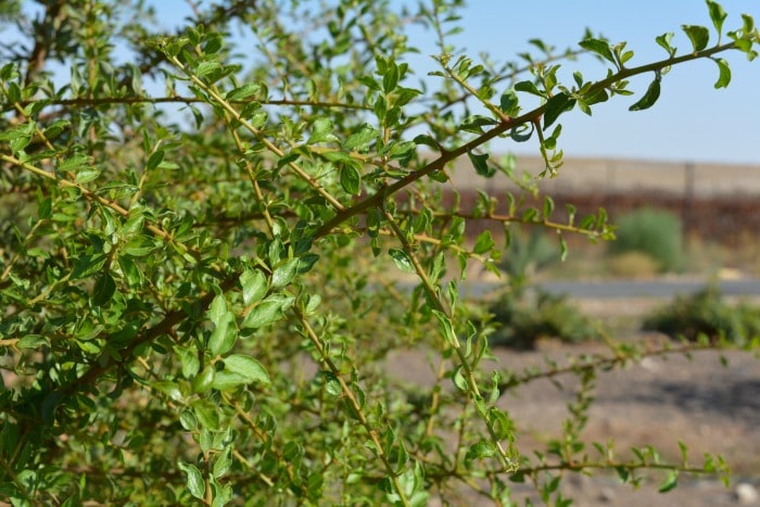 Argan oil is high in antioxidants, rich in tocopherols (vitamin E), medium chain fatty acids, carotenoids, squalene, and oleic acid. Argan oil is scientifically shown to be antitumor, anti-carcinogenic, antioxidant, antiviral, cardio-protective, anti-aging, hepato-protective, anti-diabetic. It reduces cholesterol and is also anti-inflammatory.