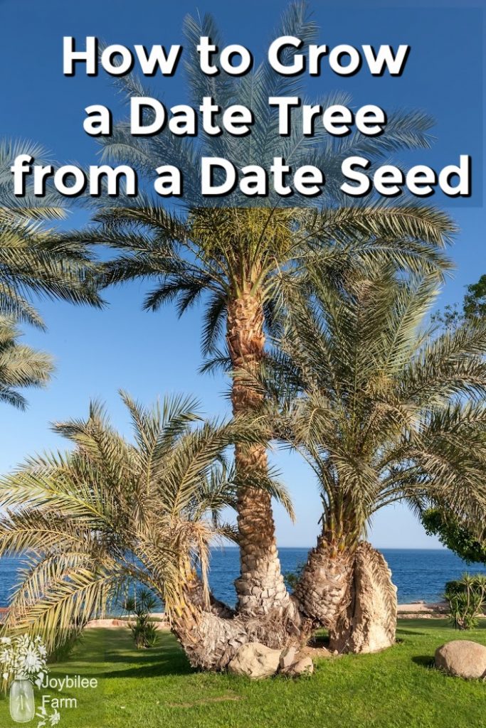 Date tree with blue sky and beautiful ocean behind it