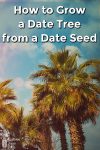 Date trees, blue sky and white fluffy clouds