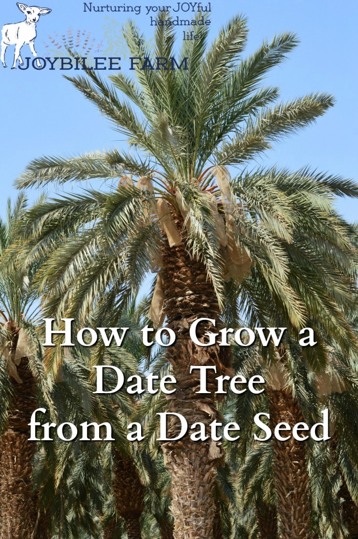 Date trees under a blue sky