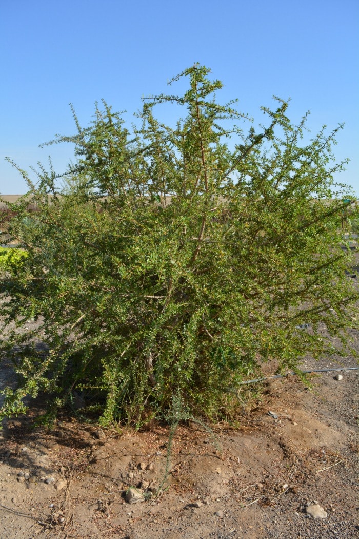 Argan oil is high in antioxidants, rich in tocopherols (vitamin E), medium chain fatty acids, carotenoids, squalene, and oleic acid. Argan oil is scientifically shown to be antitumor, anti-carcinogenic, antioxidant, antiviral, cardio-protective, anti-aging, hepato-protective, anti-diabetic. It reduces cholesterol and is also anti-inflammatory.