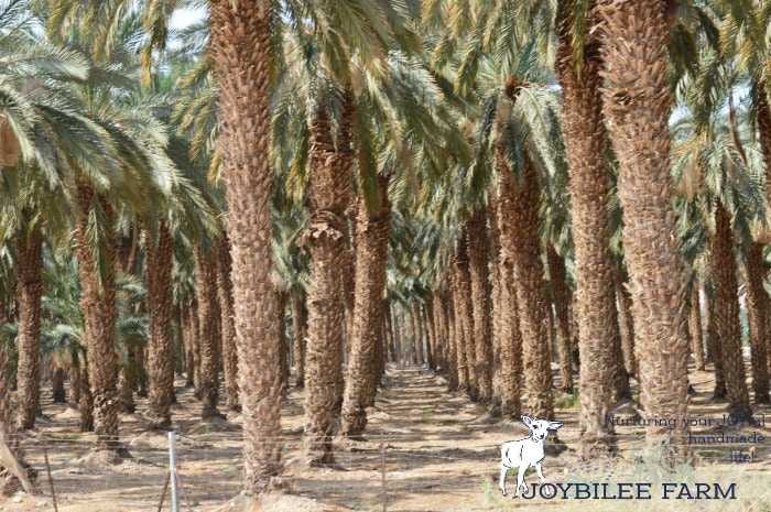 You can grow a date tree from a date seed easily using store bought dates or dates you find at the farmer's market in your area. Here's what you need.
