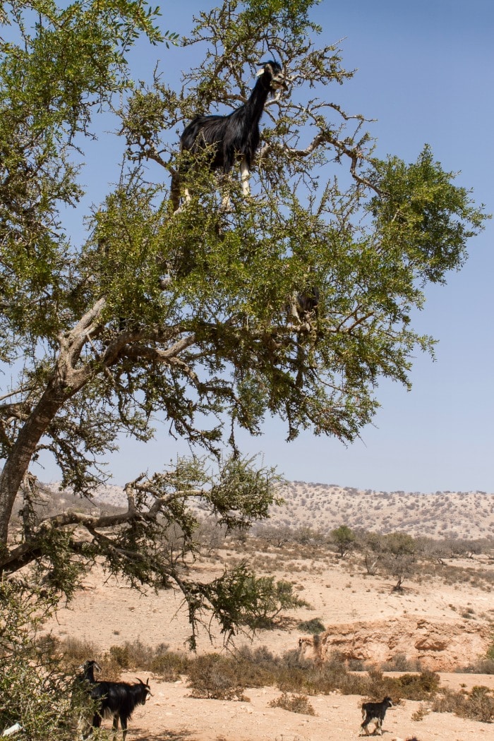 Argan oil is high in antioxidants, rich in tocopherols (vitamin E), medium chain fatty acids, carotenoids, squalene, and oleic acid. Argan oil is scientifically shown to be antitumor, anti-carcinogenic, antioxidant, antiviral, cardio-protective, anti-aging, hepato-protective, anti-diabetic. It reduces cholesterol and is also anti-inflammatory.