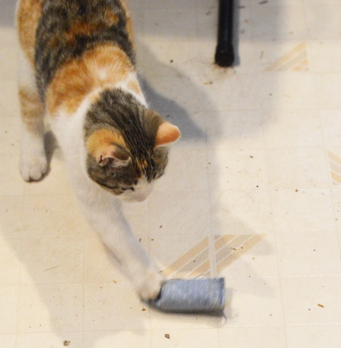 Cat and catnip toy mouse