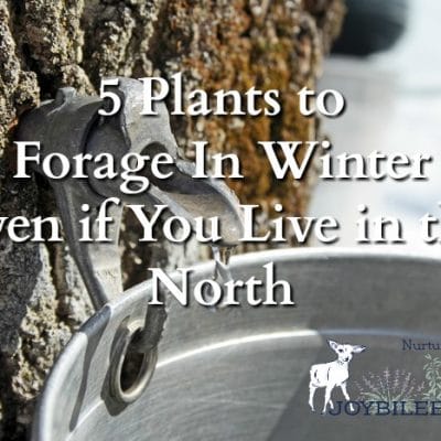 5 Plants to Forage In Winter Even if You Live in the North