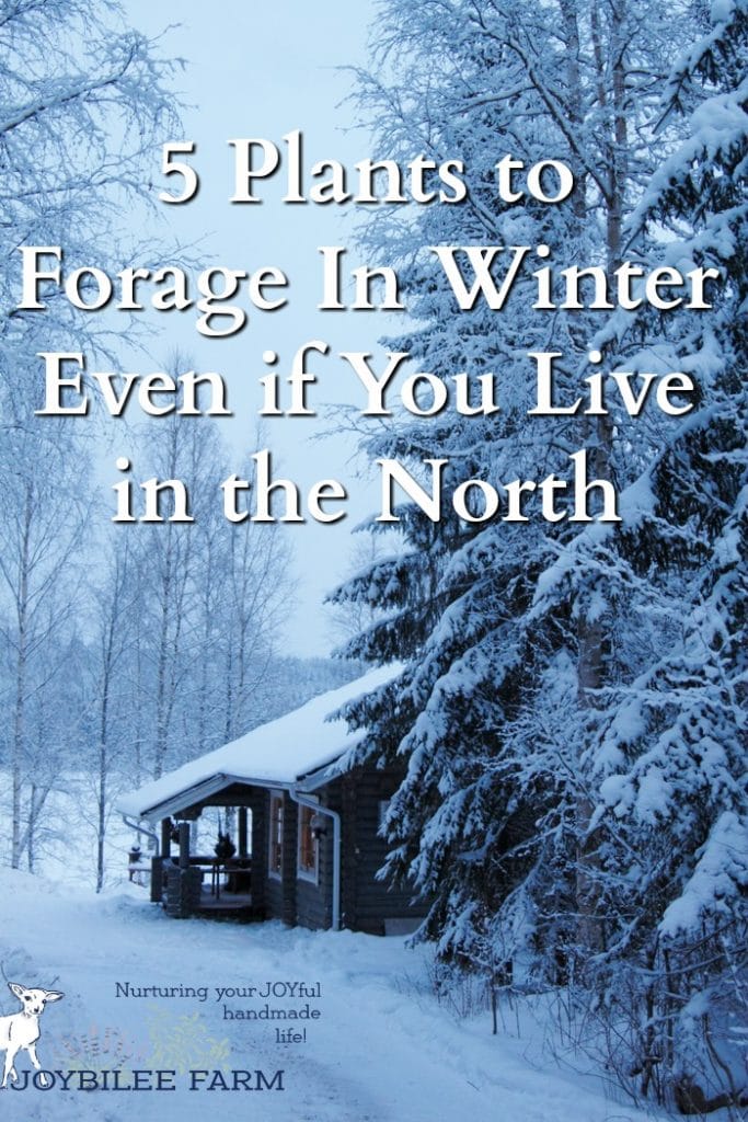 5 plants to forage in winter because foraging enthusiasts don't stop foraging when the snow falls. They look for plants to forage in winter, knowing that this is the best season for these edible and medicinal wild plant allies.