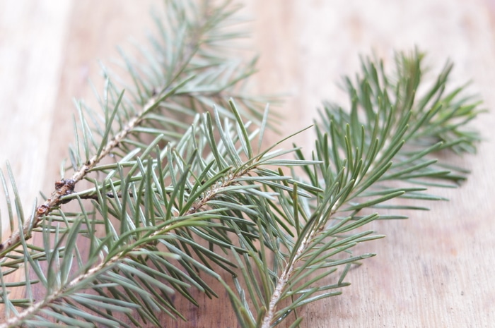 This detox bath salts recipe, made with foraged Douglas fir needles, is rich in health boosting actions to relieve pain, sooth inflammation, and get you feeling better faster. Make some now to have on hand when you need it during cold and flu season.