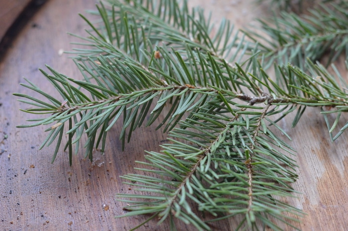 Grand fir - This detox bath salts recipe, made with foraged Douglas fir needles, is rich in health boosting actions to relieve pain, sooth inflammation, and get you feeling better faster. Make some now to have on hand when you need it during cold and flu season.