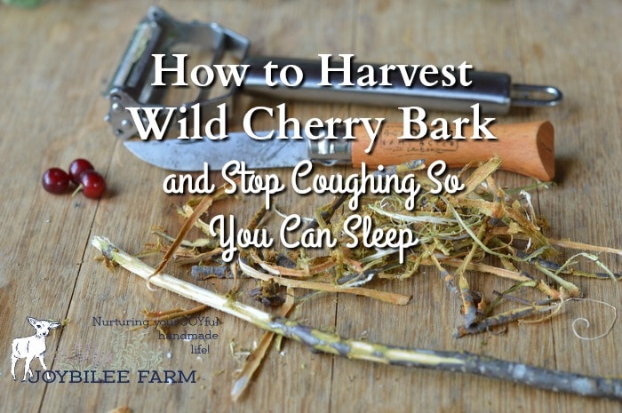 Wild cherry bark is an effective herbal remedy to stop coughing.  It is easy to make at home from wild harvested cherry bark or from wild cherry bark found at the health food store.  A cup of wild cherry bark tea suppresses dry, unproductive coughing so you can get the rest you need to allow your body to heal.
