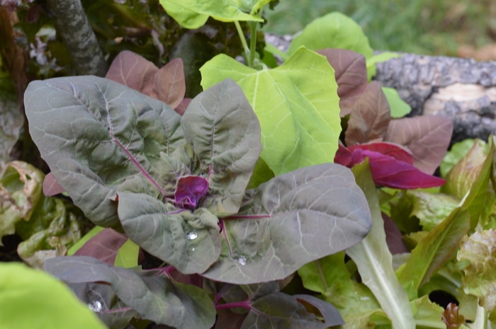 Purple vegetables are rich in anthocyanins, an antioxidant that gives the red, blue, and purple pigment to plants. Anthocyanins are known to fight free radical damage at the cellular level, offering antiviral, anti-inflammatory, and anticancer benefits. Getting more purple vegetables in your garden and into your meals is an easy way to increase the nutrition and health of your daily meals.