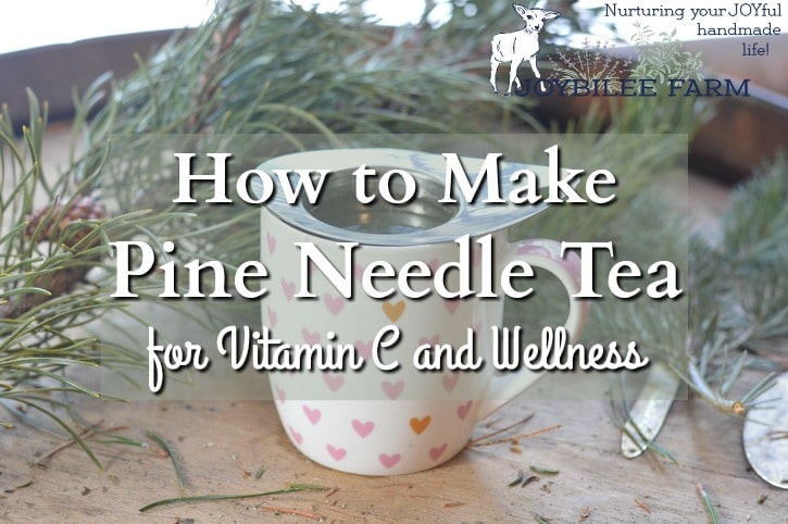 Pine needle tea has significant amounts of vitamin C, vitamin A, and flavoniods that make it a citrus-y flavored tonic drink to forage in winter.