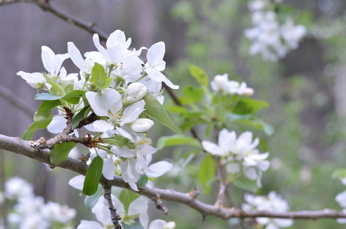 Appple blossoms