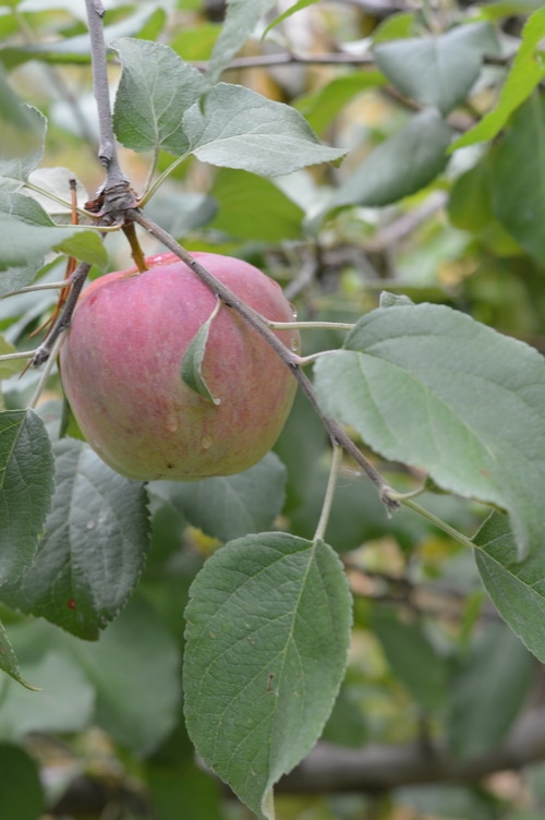 Red apples waiting for the harvest