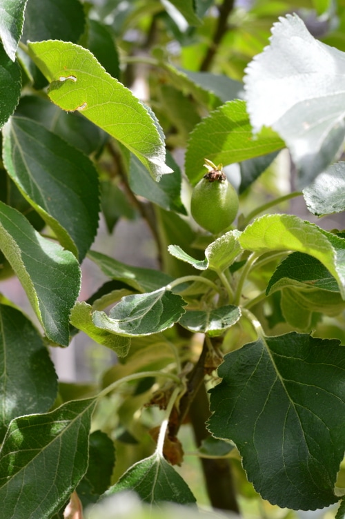 Apple fruit in bud