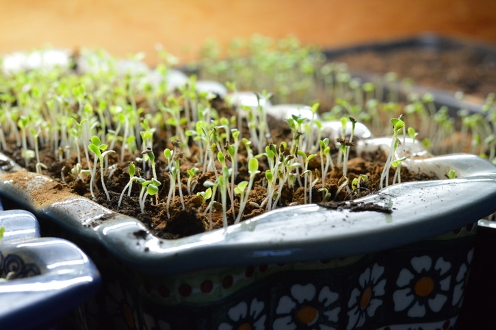 Growing lettuce indoors under lights 7 days after planting