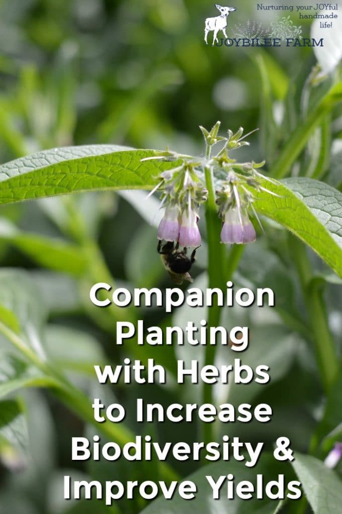 Comfrey plant pollinated by bumble bee.