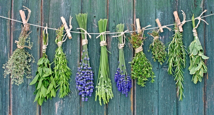Bunches of herbs drying against a wall.