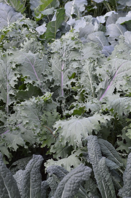 Kale plants in the garden