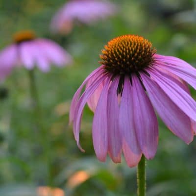 Echinacea flowers