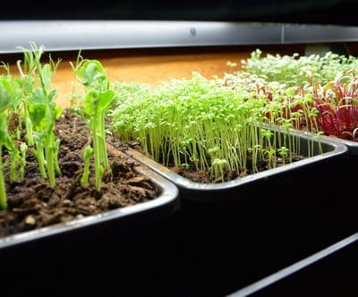 15 Easy Steps to Start Seeds the Right Way and the Secret Sauce For Stronger Plants