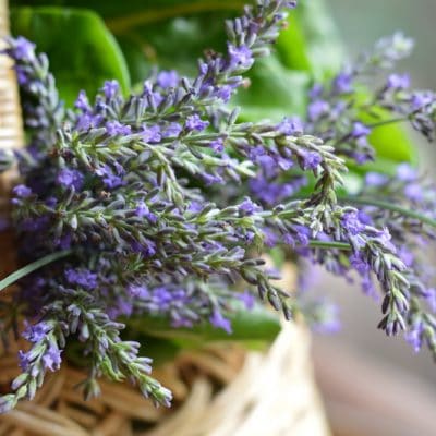 Planting an Herbal Tea Garden that Thrives in Zone 3