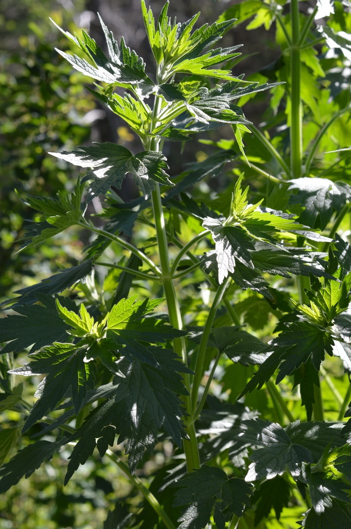 Motherwort plant