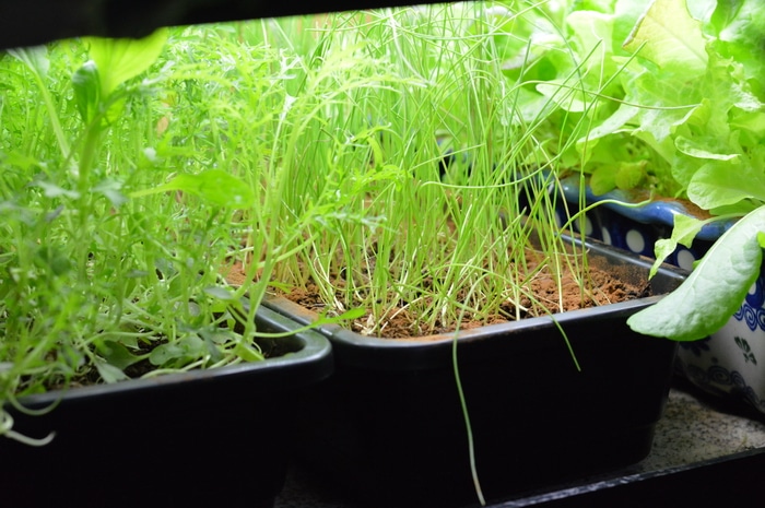 Onion and arugula seedlings