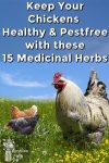 chickens in grass under a blue sky