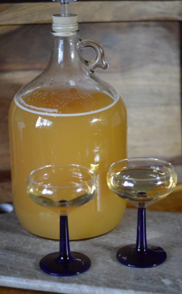 dandelion wine in progress, with two wine glasses