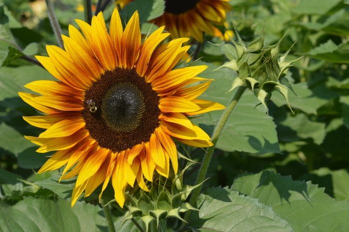 Firecracker Sunflower
