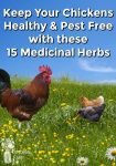 Chickens in a grassy field under a blue sky
