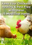 Chickens in a sunny grassy field