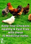 Chickens eating in a green field