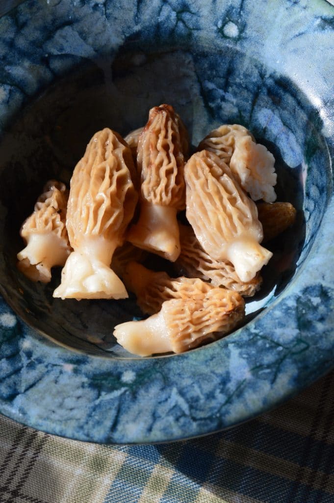 aspen morels in a clay bowl