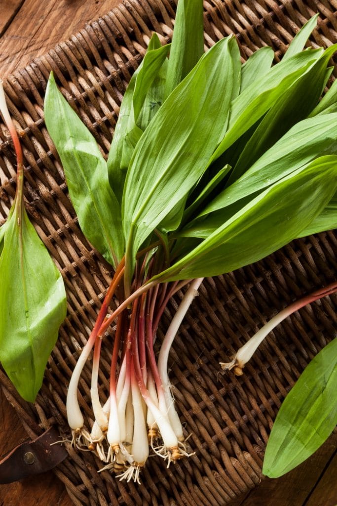 Ramps harvested with the root