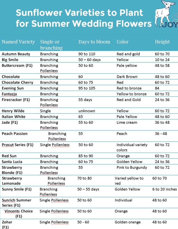 Sunflower varieties to grow and the days from planting to bloom time