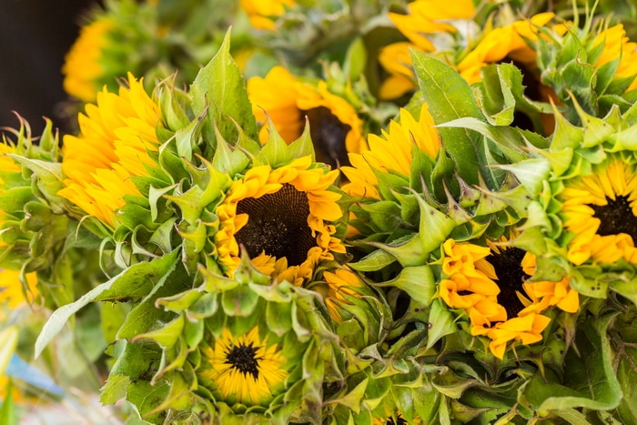 Grow sunflowers