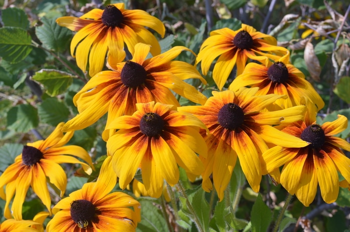 Black Eyed Susan flowers