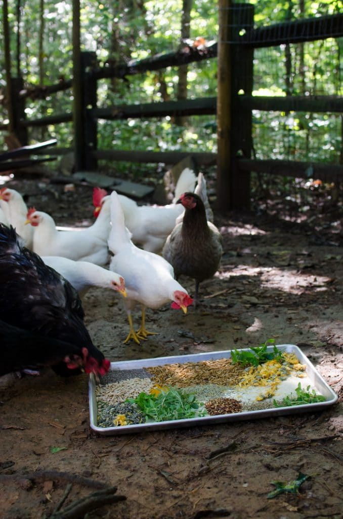 many chickens pecking at a tray of herbs and grains