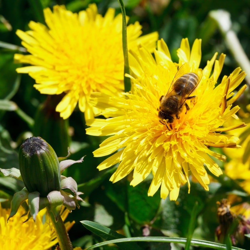Dandelions for Food and Medicine that You Can Count On