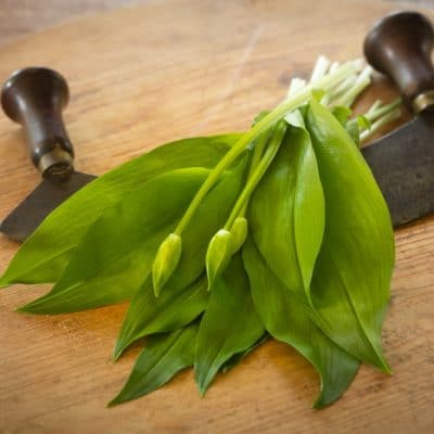 5 Edible Wild Plants of Early Spring to Hunt on Your Foraging Hike