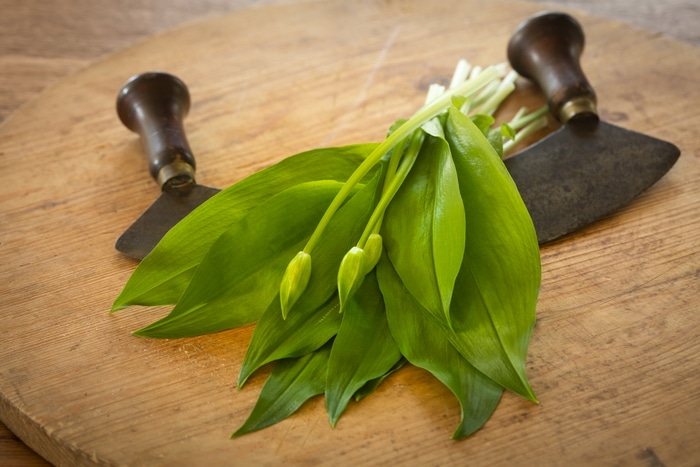 Rampsons or bear garlic or wild garlic