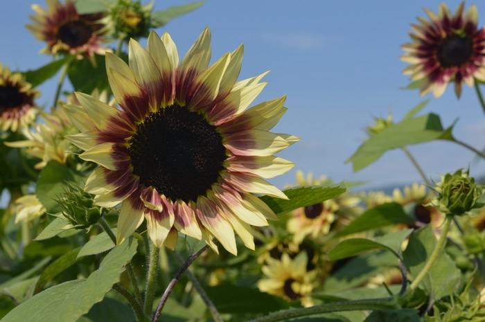 Strawberry Blonde Sunflower