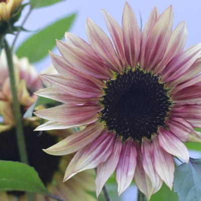 Strawberry Lemonade sunflower