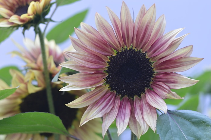 Strawberry Lemonade sunflower