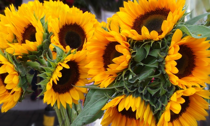 Freshly cut sunflowers in a market